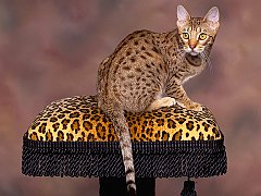 Spotted Chocolate Ocicat